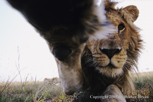 African lion checking out camera.