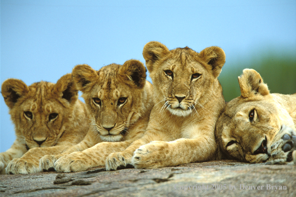 Lion cubs with lioness. Africa.