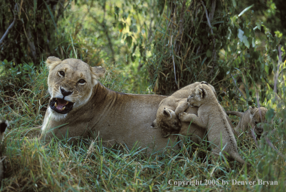 Lion cubs with lioness. Africa.