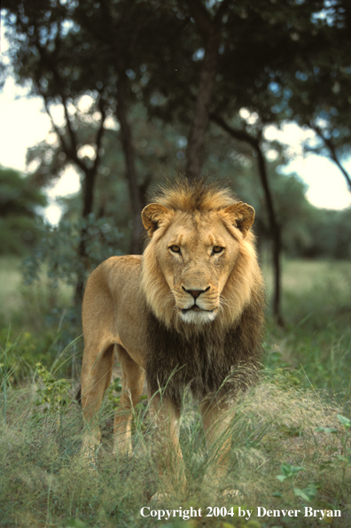 Male African lion in habitat. Africa