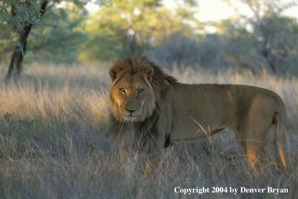 Male African lion in habitat. Africa