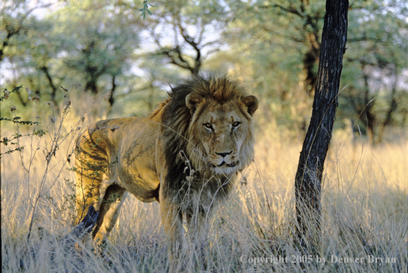 Male African lion.