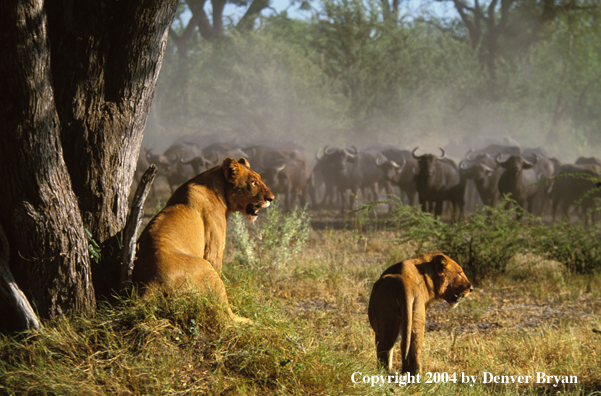 Female African lions hunting cape buffalo.