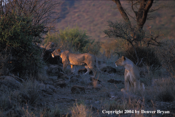 Female African lions in habitat.  Africa