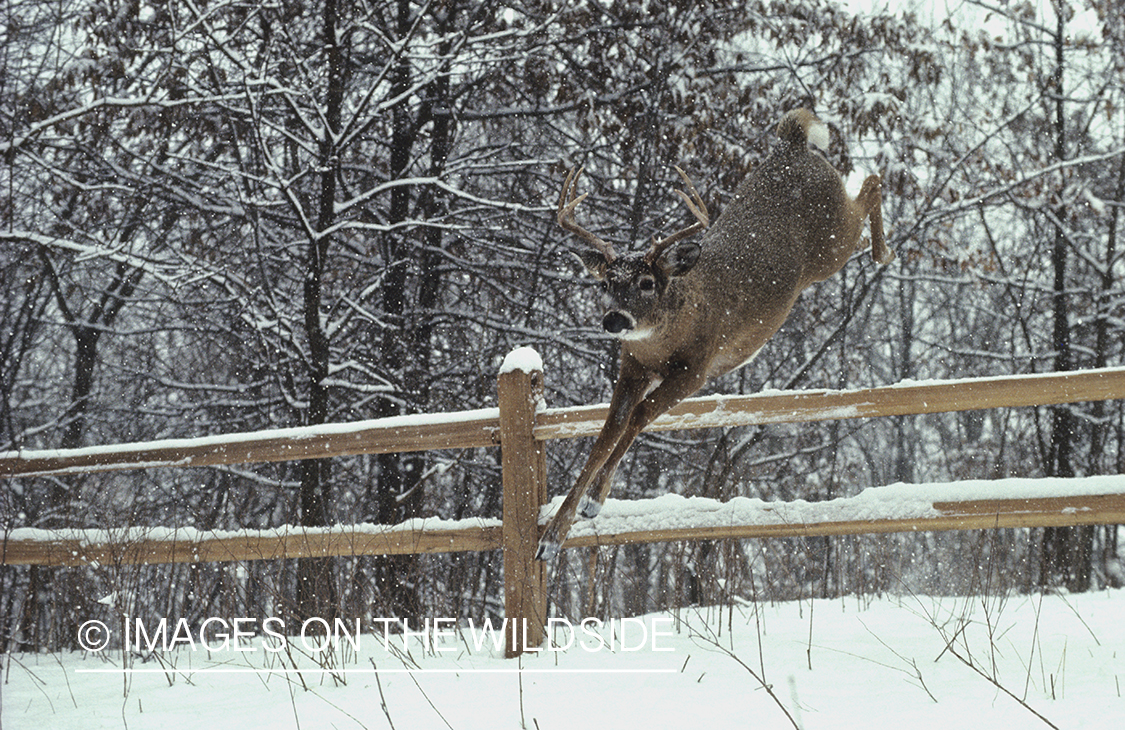 White-tailed deer jumping over fence