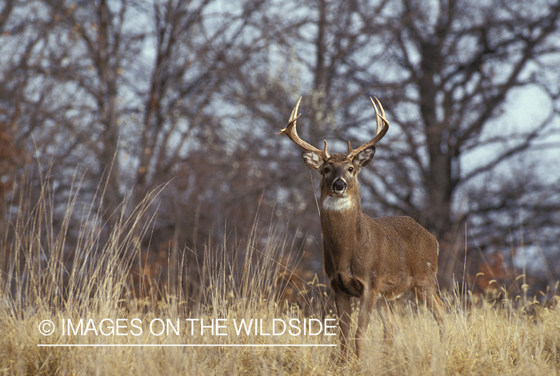 Whitetailed deer in habitat.