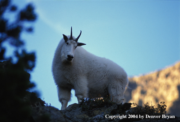 Mountain goat in habitat (male).