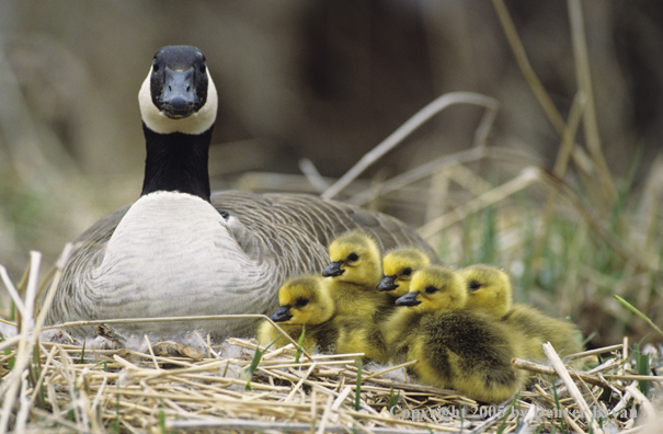 Canada goose on nest with newly hatched goslings.