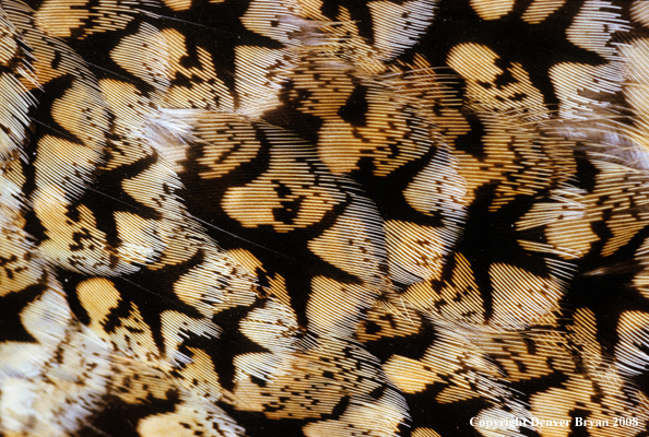 Sharp-tailed grouse close-up feathers