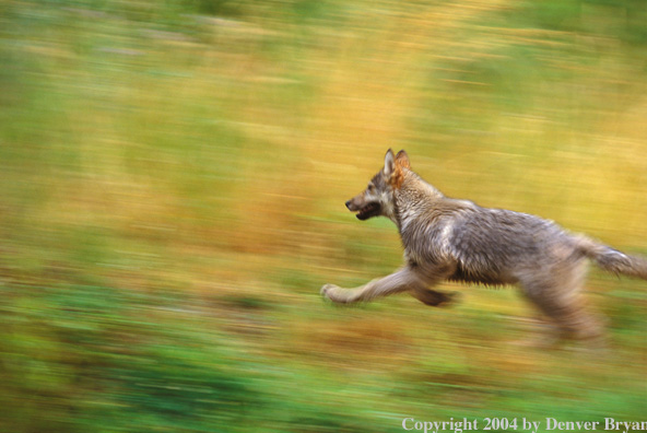 Gray wolf running.