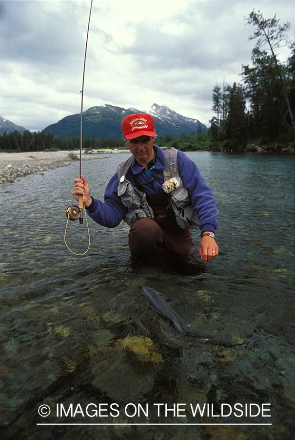 Flyfisherman landing Arctic char.