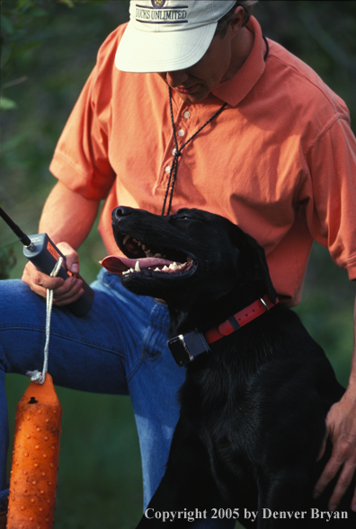 Trainer with black Labrador Retriever.