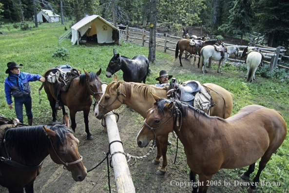 Cowboys saddling up horses.