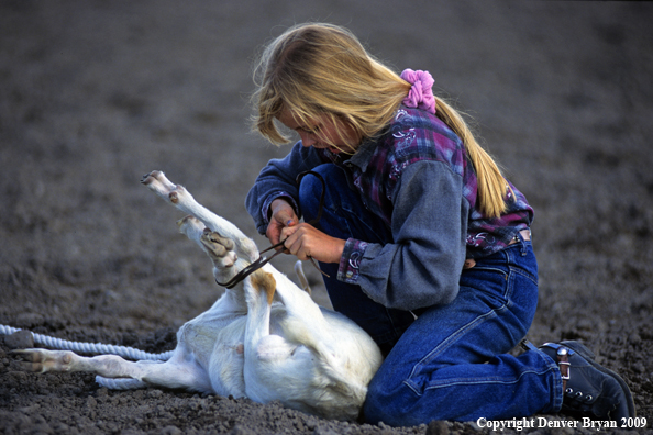 Young cowgirl tying goat at rodeo