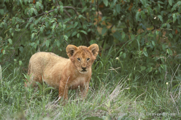 Lion cub in habitat. Africa