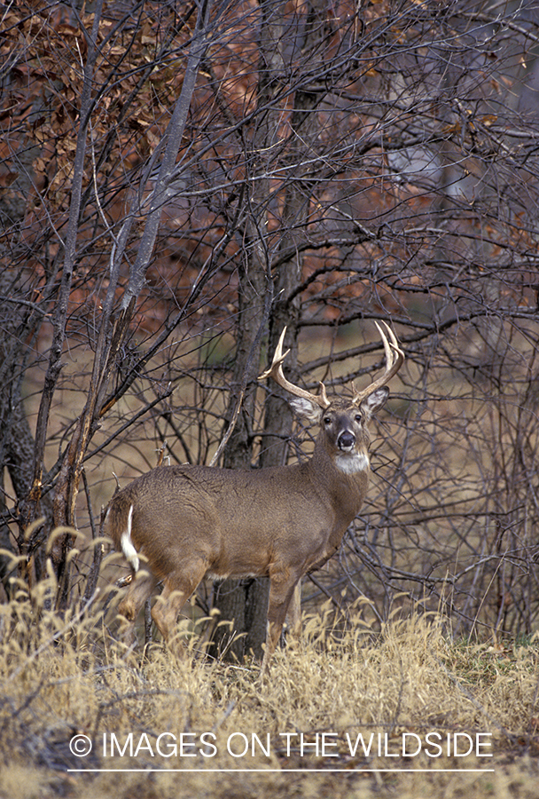 Whitetail deer in habitat.