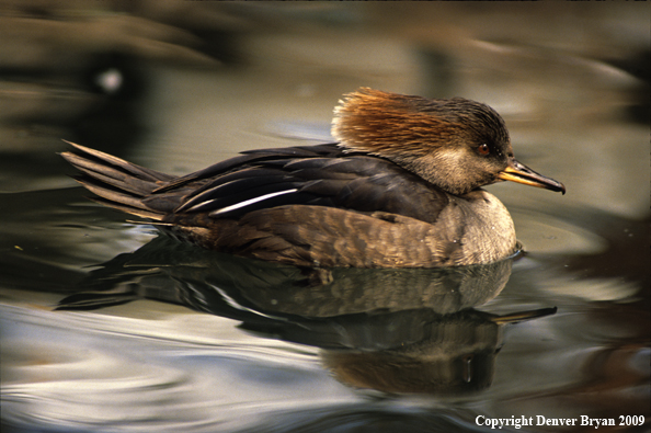 Hooded Merganser Swimming