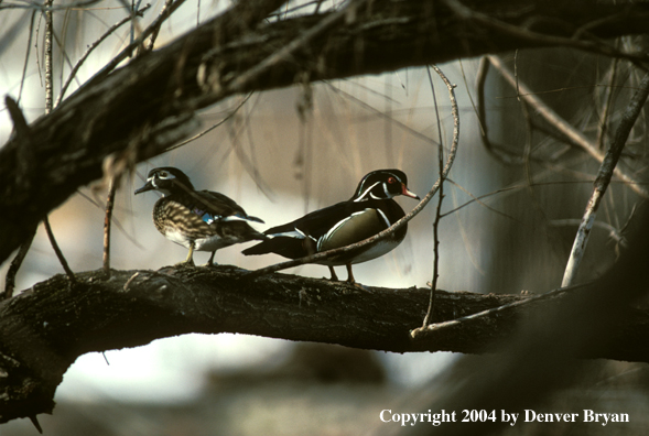 Wood Ducks in tree