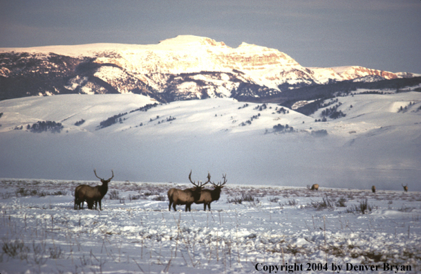 Elk in habitat