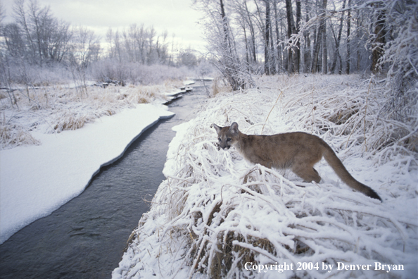 Mountain lion cub in habitat