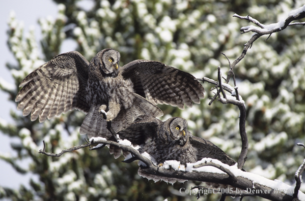 Great grey owl juveniles anxiously awaiting food delivery from parent.