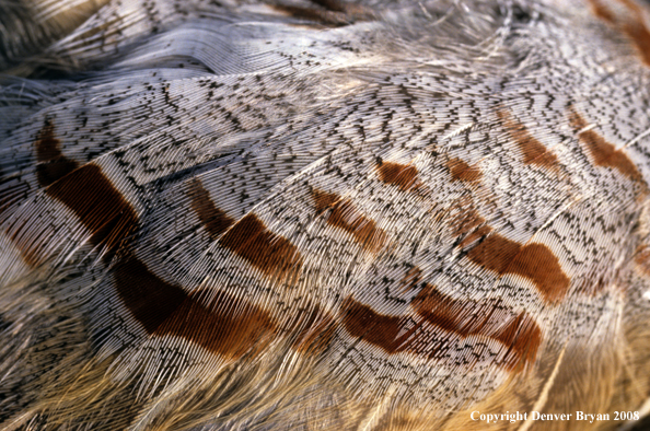 Feather patters of Hungarian Partridge