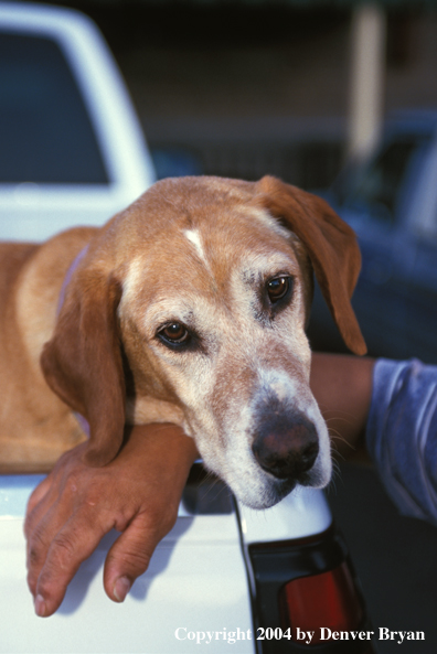 Yellow Labrador Retriever in bed of truck