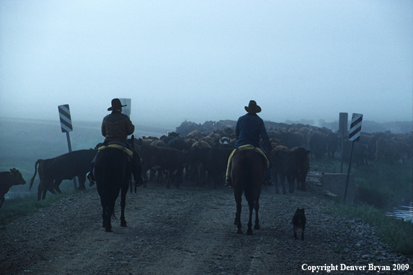 Cowboys driving cattle in fog