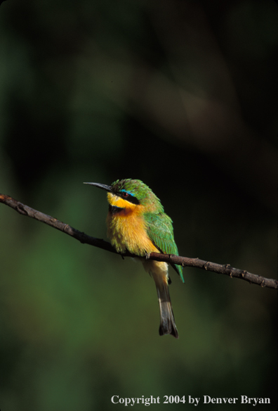 Little bee-eater perched in tree. Kenya, Africa.