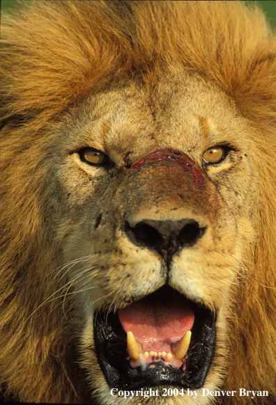 Male African lion in habitat (close up). Africa