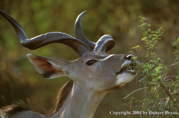 Kudu bull feeding on acadia tree.  Kenya, Africa.