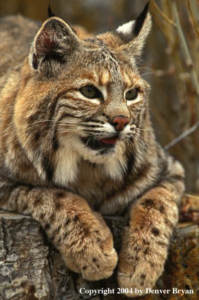 Bobcat in habitat.