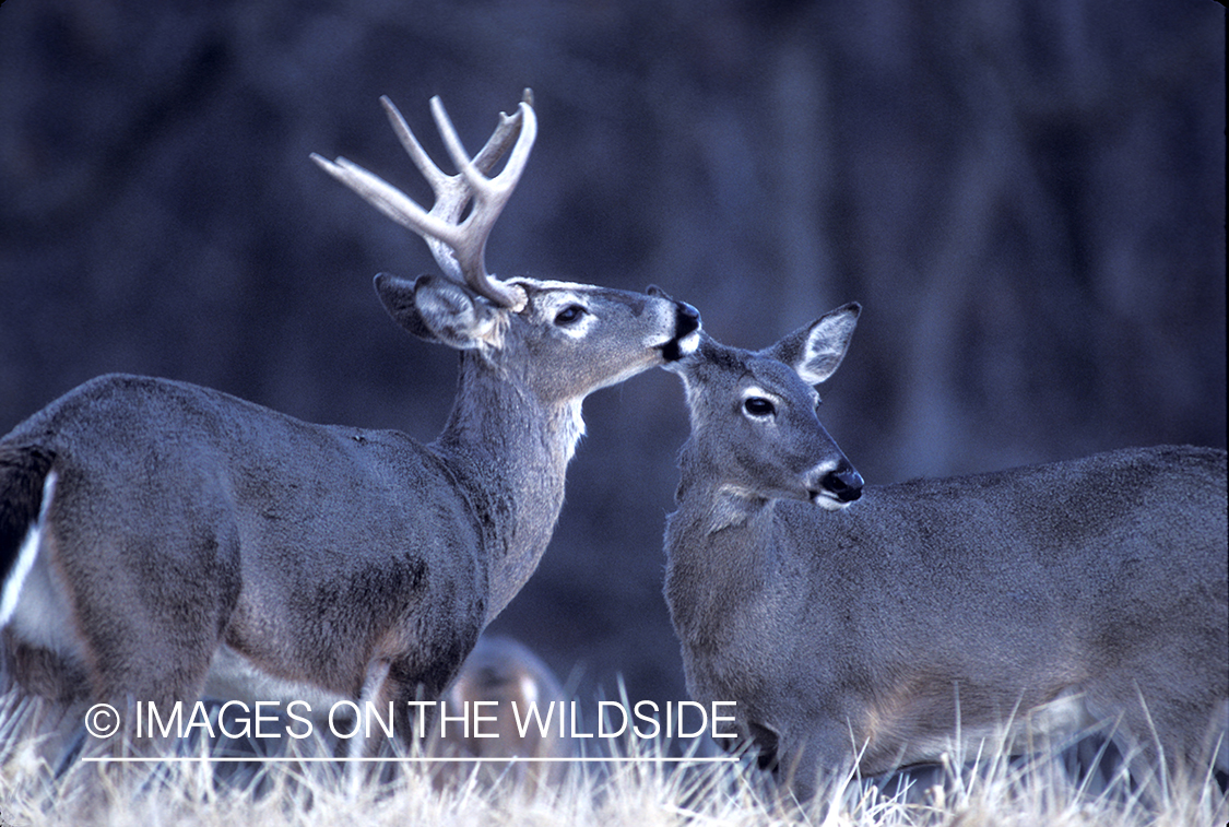 Whitetail buck in rut with does.