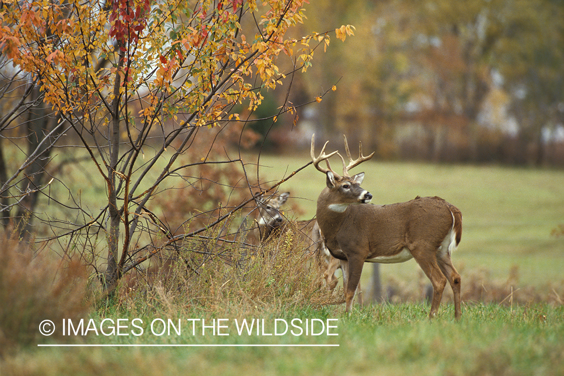 Whitetailed buck with doe in habitat.