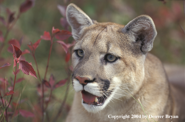 Mountain lion in habitat