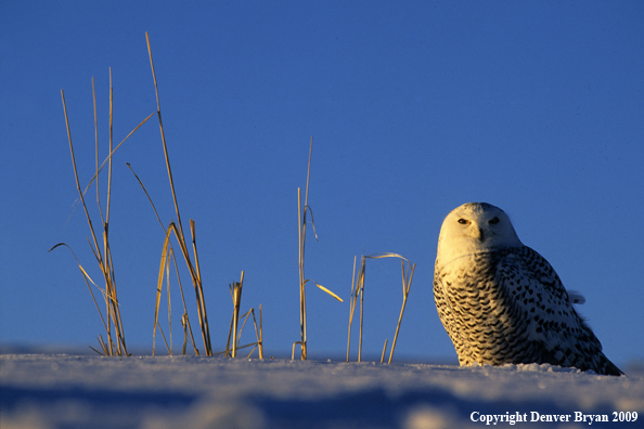 Snowy Owl in habitat