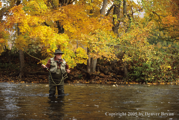 Flyfisherman on autumn colored stream.