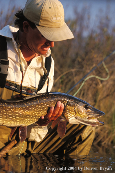 Northern Pike