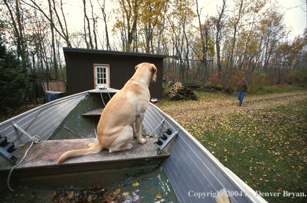 Yellow Labrador Retriever in boat ready to go