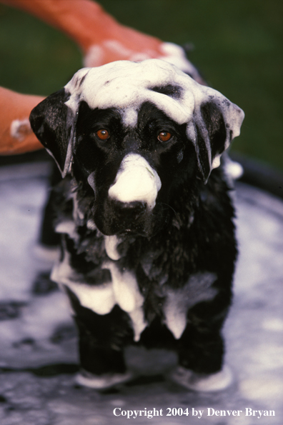 Black Labrador Retriever getting a bath