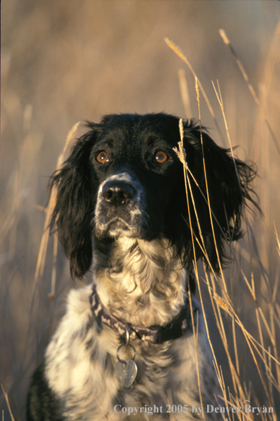 Springer spaniel 