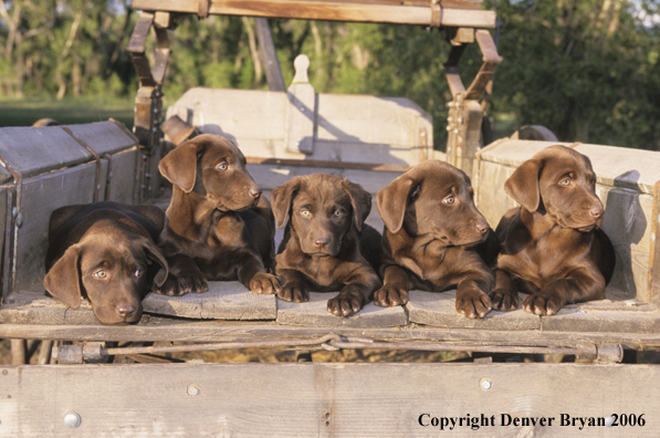 Chocolate labrador puppies lounging.