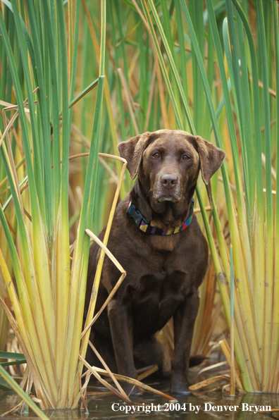 Chocolate Labrador Retriever in marsh