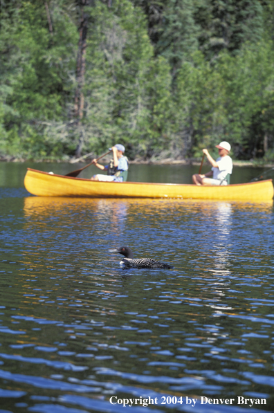 Father and son paddling cedar canoe.  Loon in foreground.