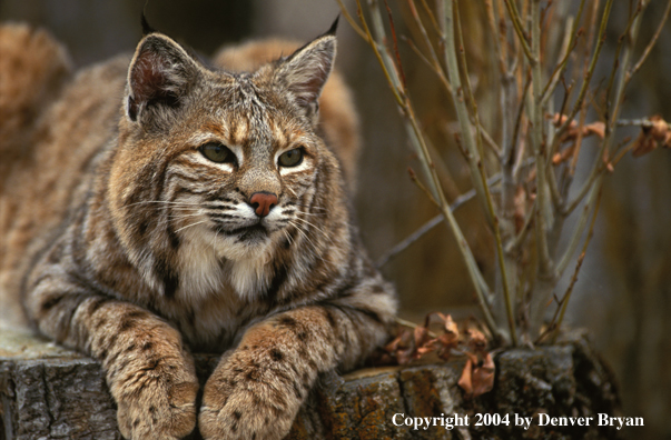 Bobcat in habitat.