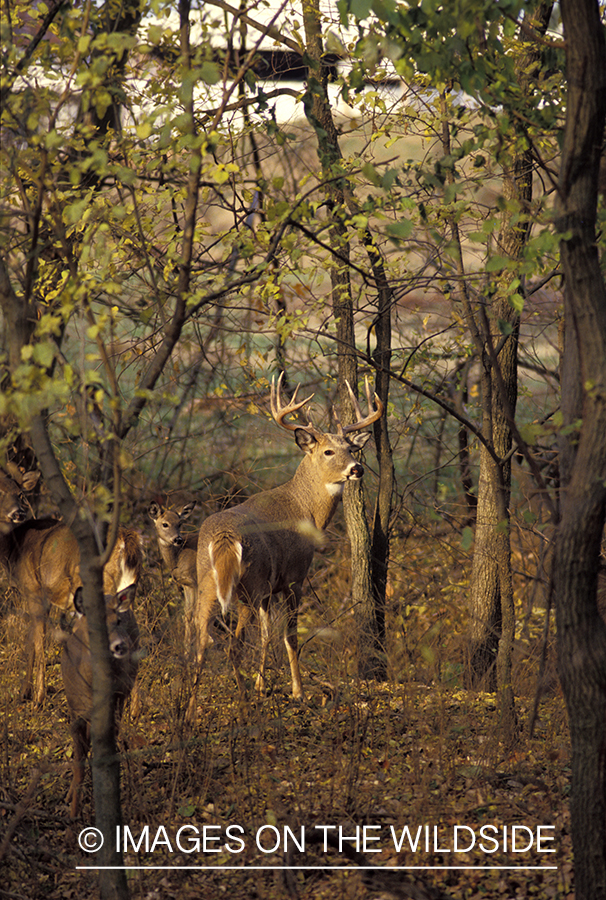 Whitetail buck with doe and fawn