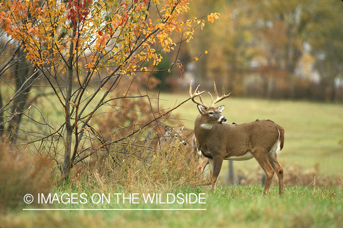 Whitetailed buck with doe in habitat.