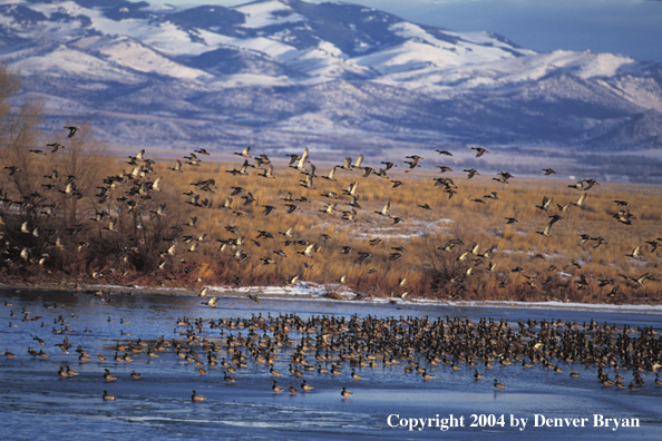 Flock of Mallards in flight/on water