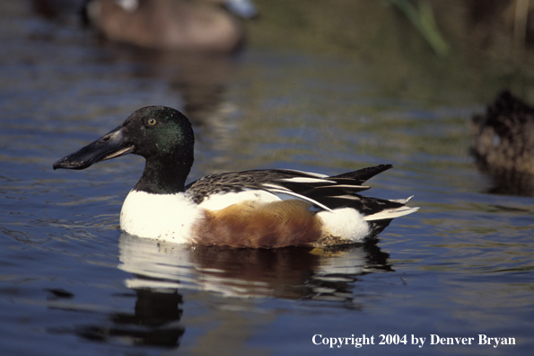 Shoveler drake on water