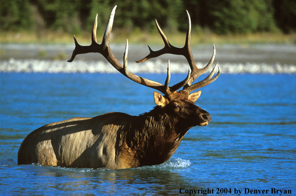 Bull elk swimming.